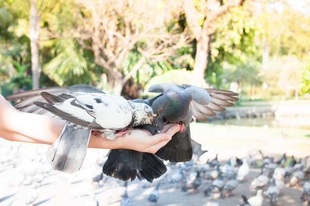 Foto il piccione mangia dalla mano della donna nel parco nutre i piccioni nel parco durante il giorno nutre gli uccelli