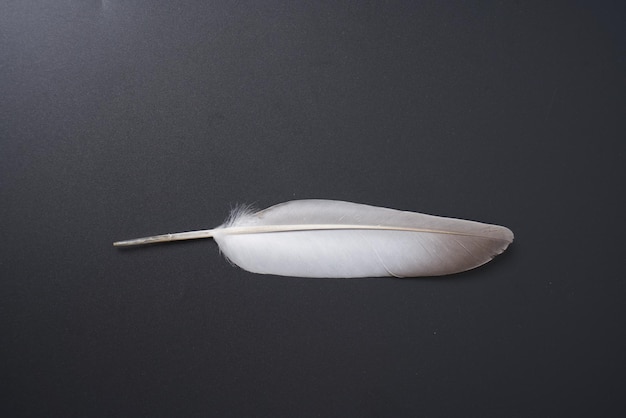 Pigeon feather on a black background