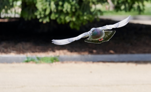 Photo pigeon in flight through a city park