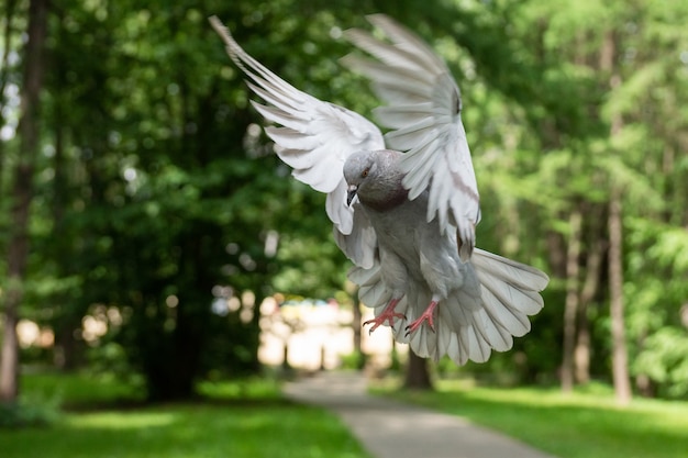 Pigeon in flight