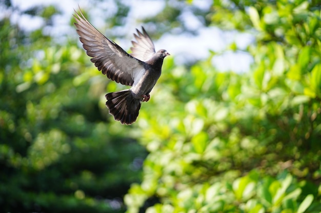 A pigeon flying in the air with the sun shining on its wings.