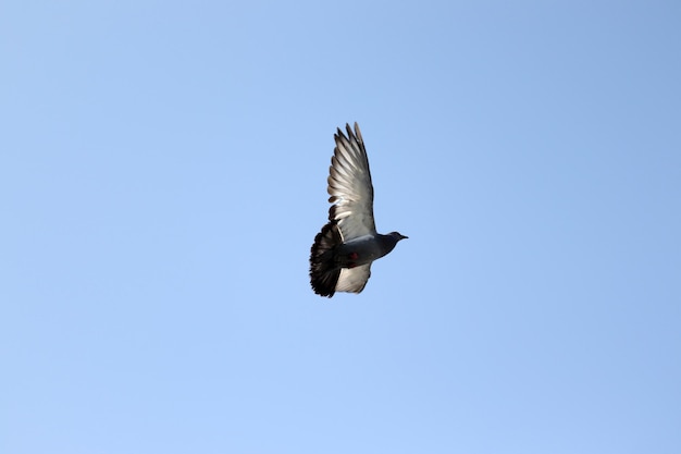 空を一人で飛んでいる鳩