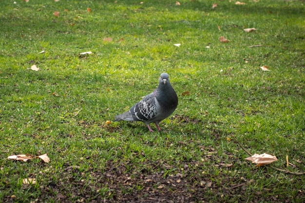 Pigeon on the grass of a city park