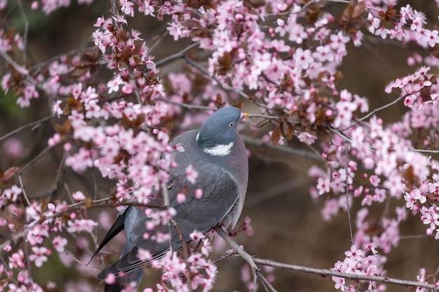 Pigeon hide in blooming cherry tree in spring