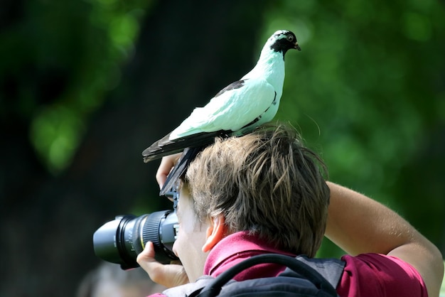 비둘기는 사진 작가의 머리에 앉아 있다