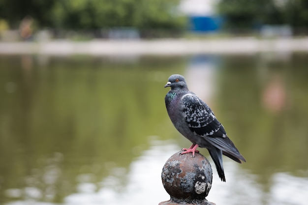 A pigeon is sitting on an iron fence opposite the park lake