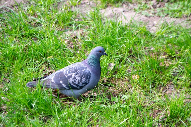 A pigeon is standing in the grass and has a green patch of grass in front of it.