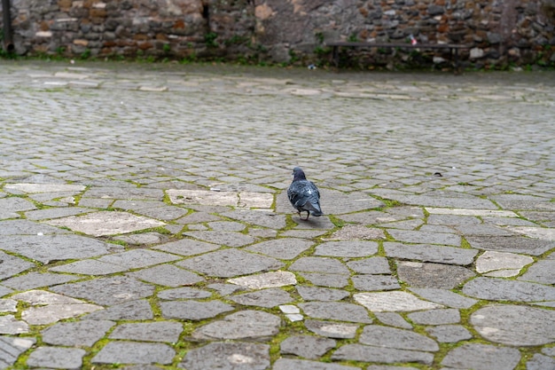 A pigeon is walking on a cobblestone street