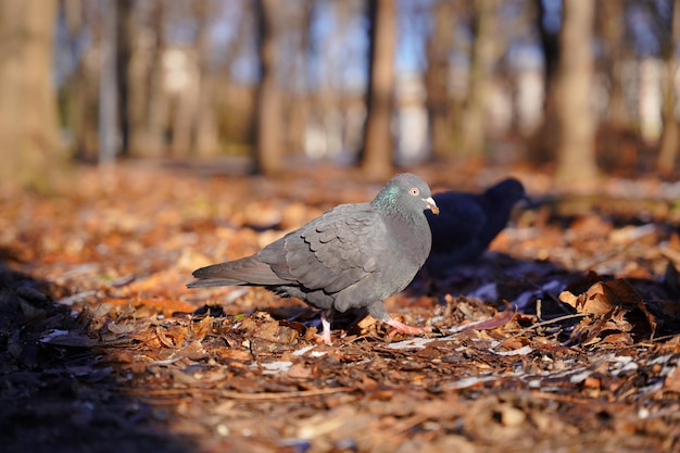 A pigeon is walking on the ground in the park.