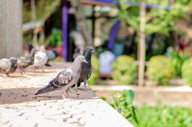 Pigeon looking for food