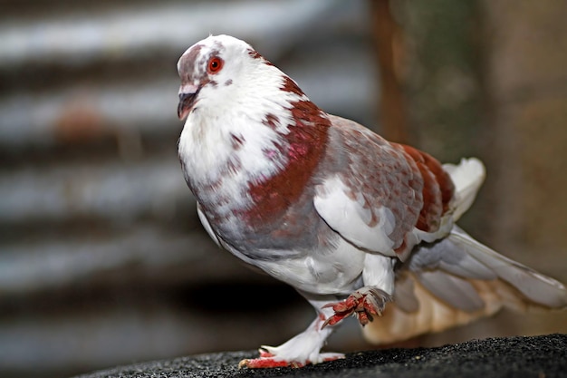 写真 仲間を探している鳩