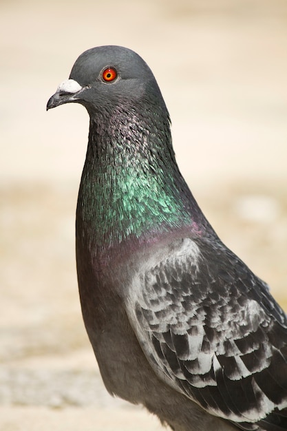 Pigeon looking