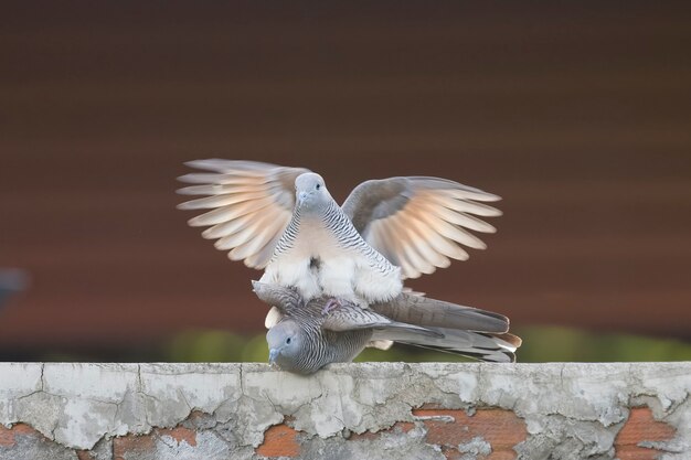 Pigeon mating rituals