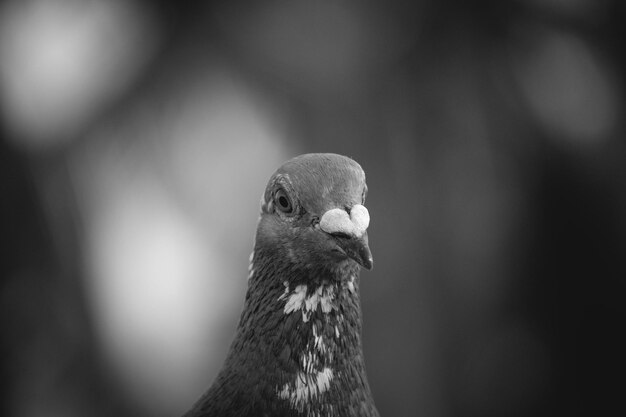 Pigeon in monochrome