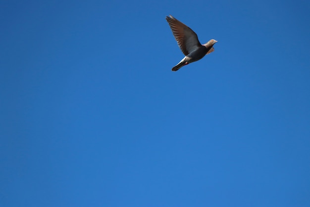 Pigeon o the blue sky