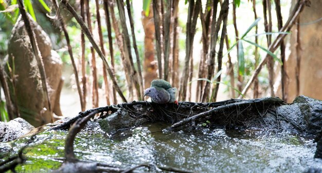 Piccione nel parco vicino alla pozza d'acqua