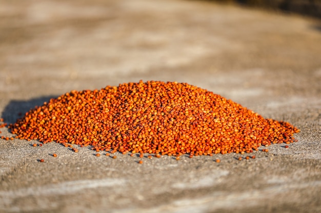 Pigeon pea crop