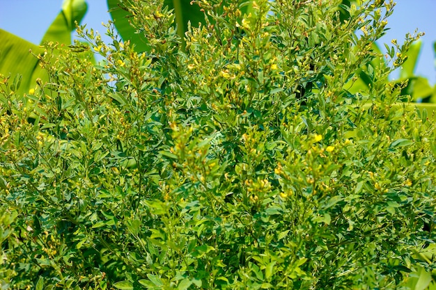 Pigeon pea field