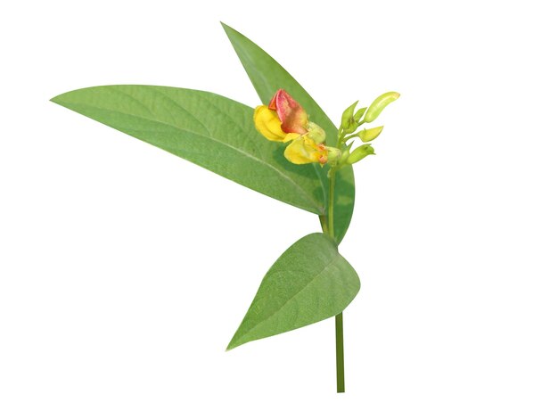 Photo pigeon pea flower or cajanus cajan is a food crop and used as folk medicine by republic of congo