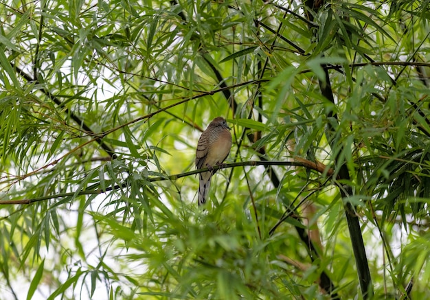 A pigeon perched in a bamboo tree