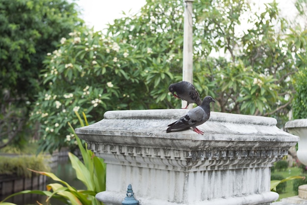 A pigeon perched on a concrete pole in the park