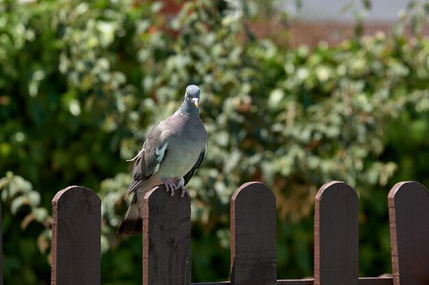 Pigeon perched on a nice brown fence of a rural house placed on its side