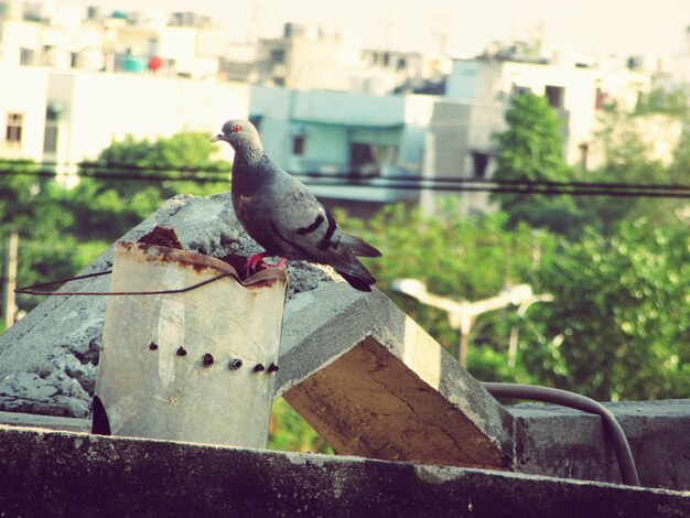 Foto piccione appoggiato su un vecchio secchio contro gli edifici