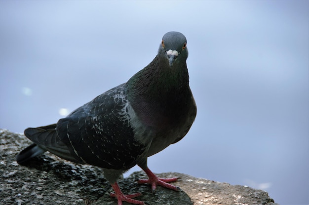 Foto pigeon appoggiato su un muro di sostegno contro il cielo