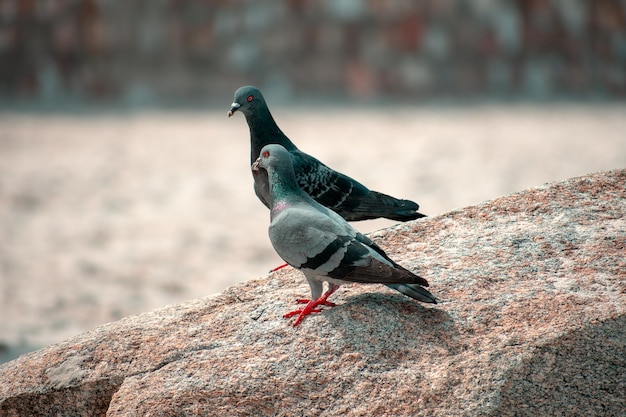 Photo pigeon perching on rock