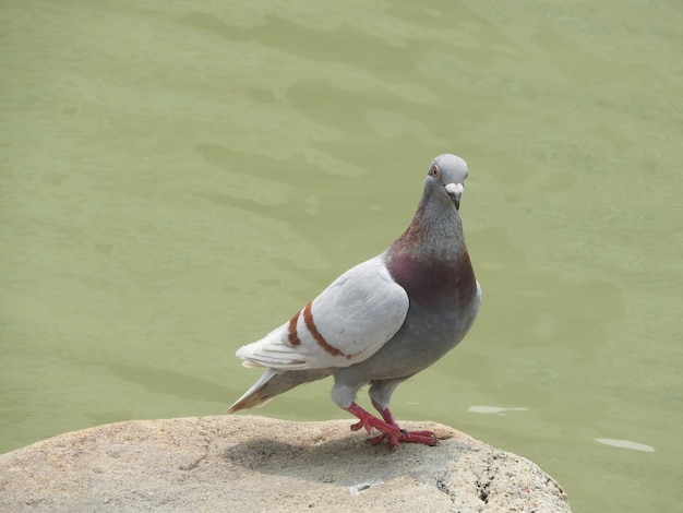 Photo pigeon perching on rock