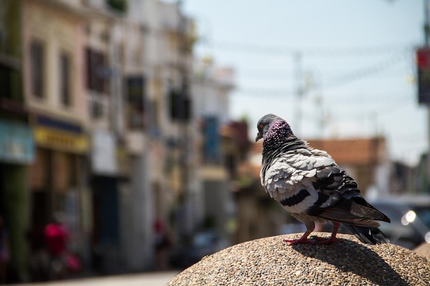 Foto il piccione appoggiato sulla pietra