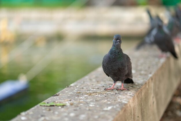 Photo pigeon perching on wood