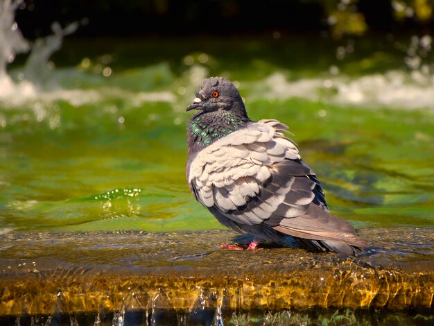 pigeon photo, close up