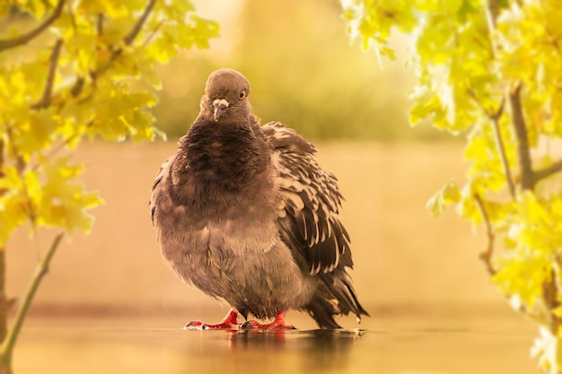 鳩の写真、クローズ アップ