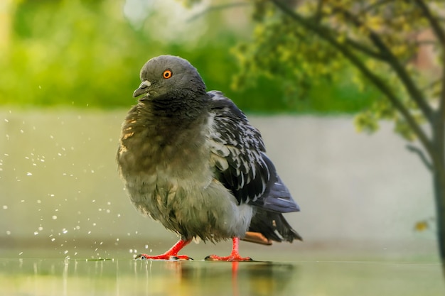 鳩の写真、クローズ アップ