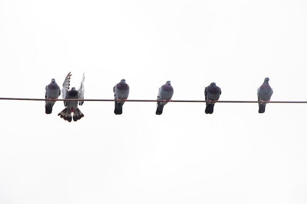 Pigeon portrait, wild pigeons