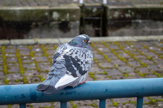 フェンスで休む鳩