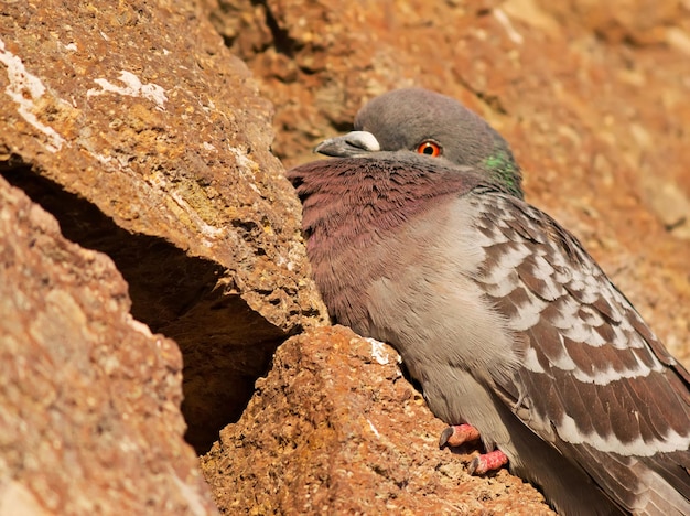 Pigeon resting on a rock under a warm sun