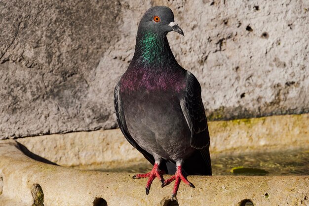 A pigeon resting on the side of a stone fountain at a city park