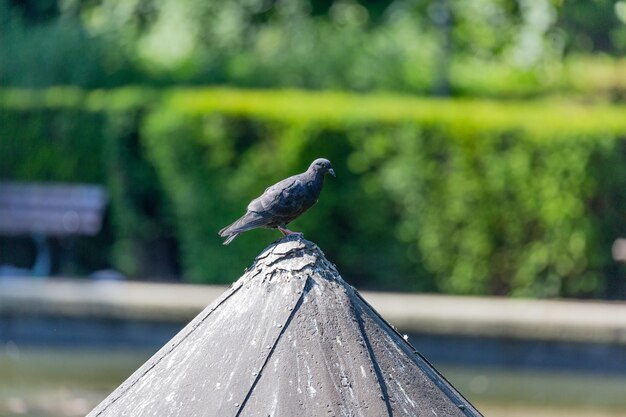 Pigeon on roof in park