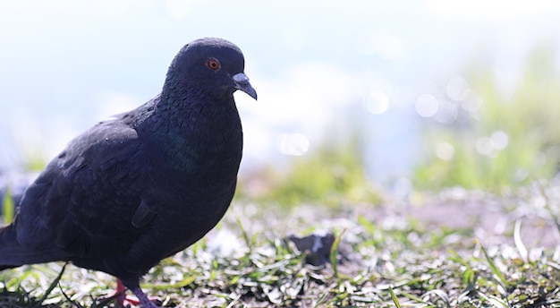 Pigeon on the shore of the pond. A gray bird by the river. The dove feeds near the pond in spring.