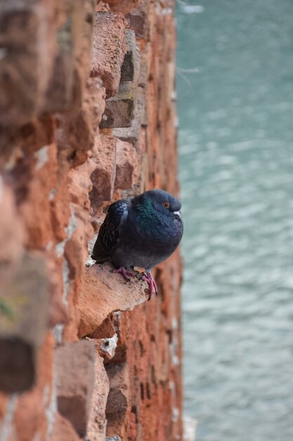 A pigeon sits on an old brick vertical wall. below on a blurred background is the river.