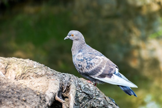 a pigeon sits on the root of a tree and looks at the water