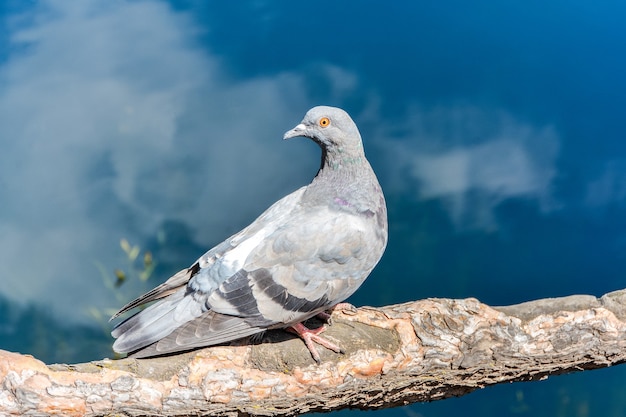 a pigeon sits on the root of a tree and looks at the water