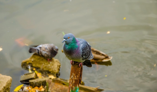 A pigeon sits on a stick in a pond.