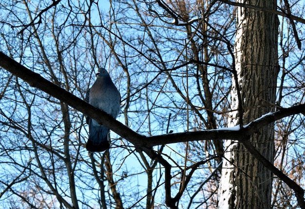 鳩は木の枝に座っています