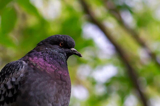 Pigeon sitting on a fence in the Park