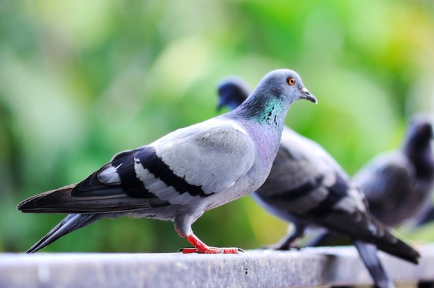 Pigeon sitting on support in park