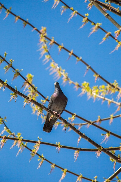 나뭇가지에 앉아있는 비둘기