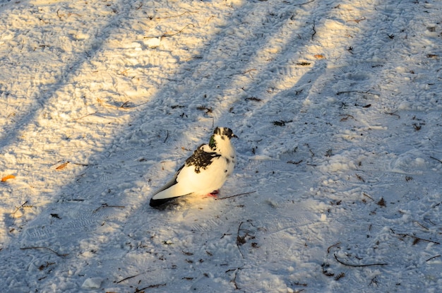 Pigeon on a snow in a park